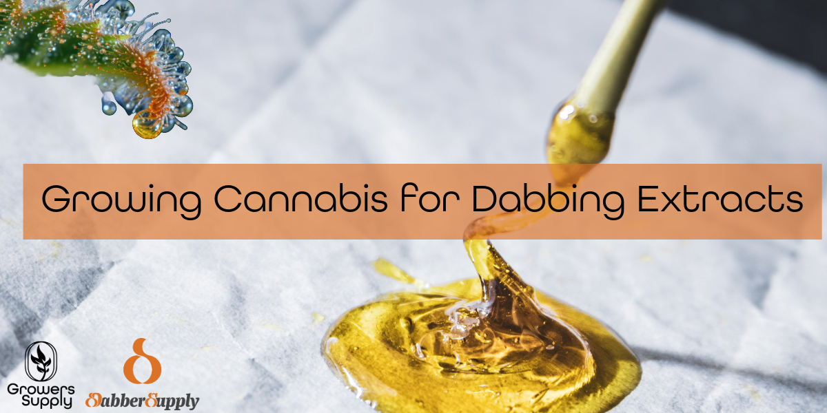 Growing-for-dabbing-extracts