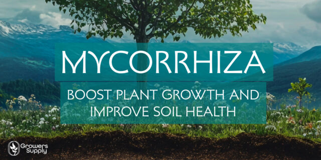 Mycorrhiza Fungi-Boost-Plant-Growth