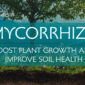 Mycorrhiza Fungi-Boost-Plant-Growth